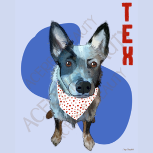 Pet portraits - blue heeler